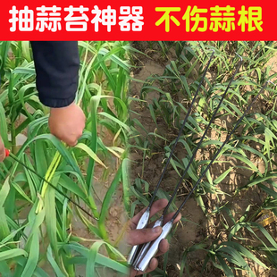 蒜苔收割刀抽蒜苔剥蒜苔神器打蒜台的工具划蒜苔快速拔剔提摘蒜薹