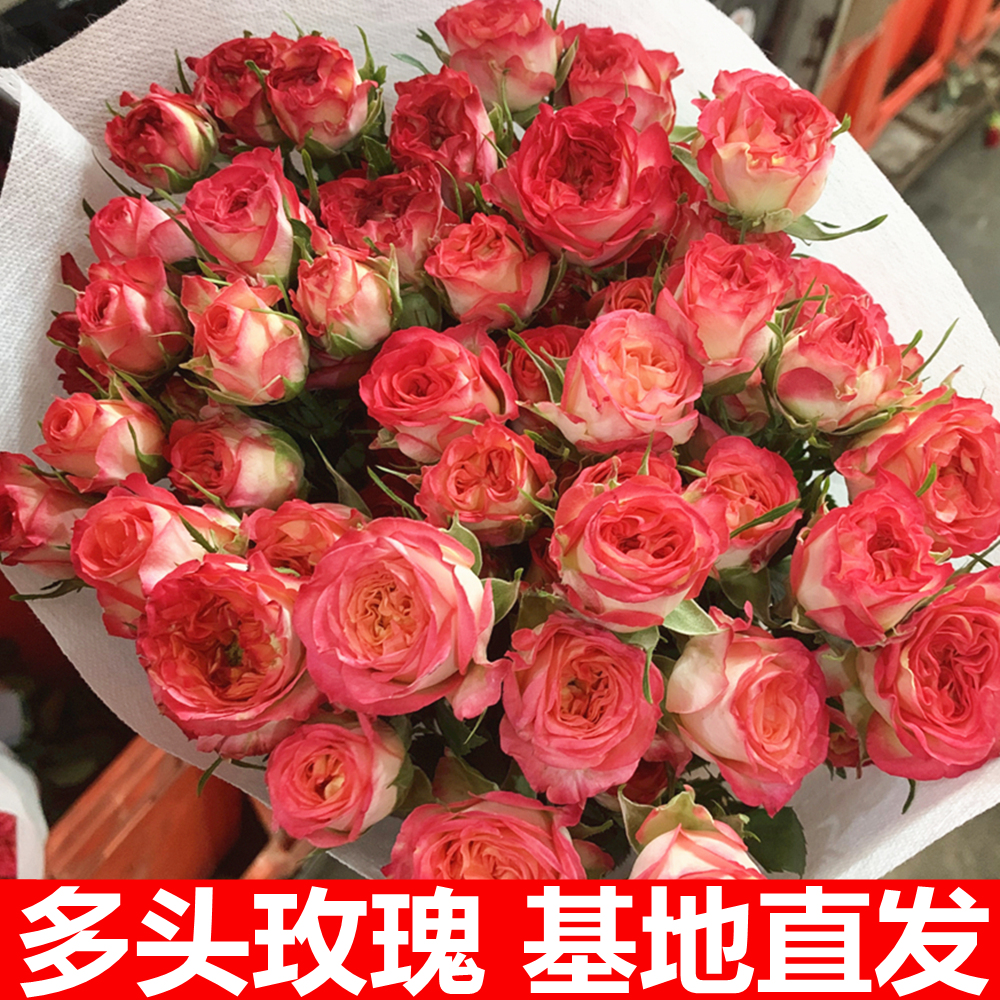 蔷薇玫瑰花云南水养情人节520