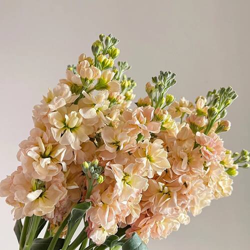 香槟紫罗兰鲜花家庭办公室水养鲜切花云南昆明玫瑰百合