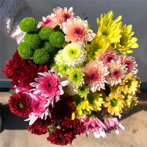 云南昆明小雏菊鲜切花