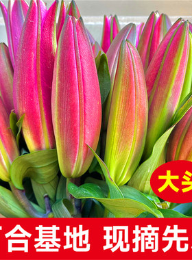 同城速递云南昆明粉百合节日
