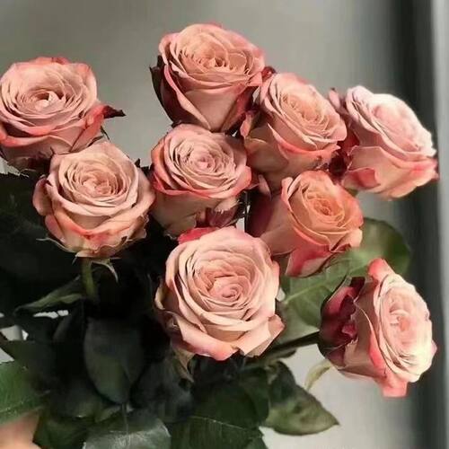 卡布奇诺玫瑰云南昆明基地直发水养鲜切花同城包邮礼物包邮妇女节