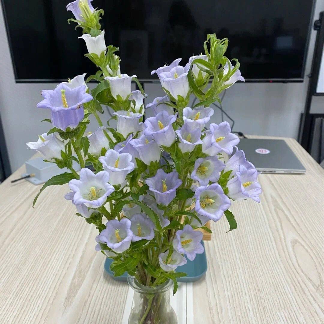 紫色风铃花鲜花风铃草铃铛家庭插瓶养护鲜切花玫瑰百合斗南基地发
