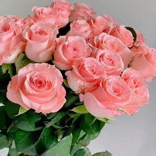 戴安娜玫瑰云南昆明基地直发水养鲜花百合同城速递包邮情人节礼物