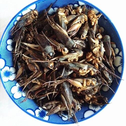 中药材干蟋蟀 干蛐蛐 夜鸣虫 将军虫 秋虫将军 干蟋蟀500克