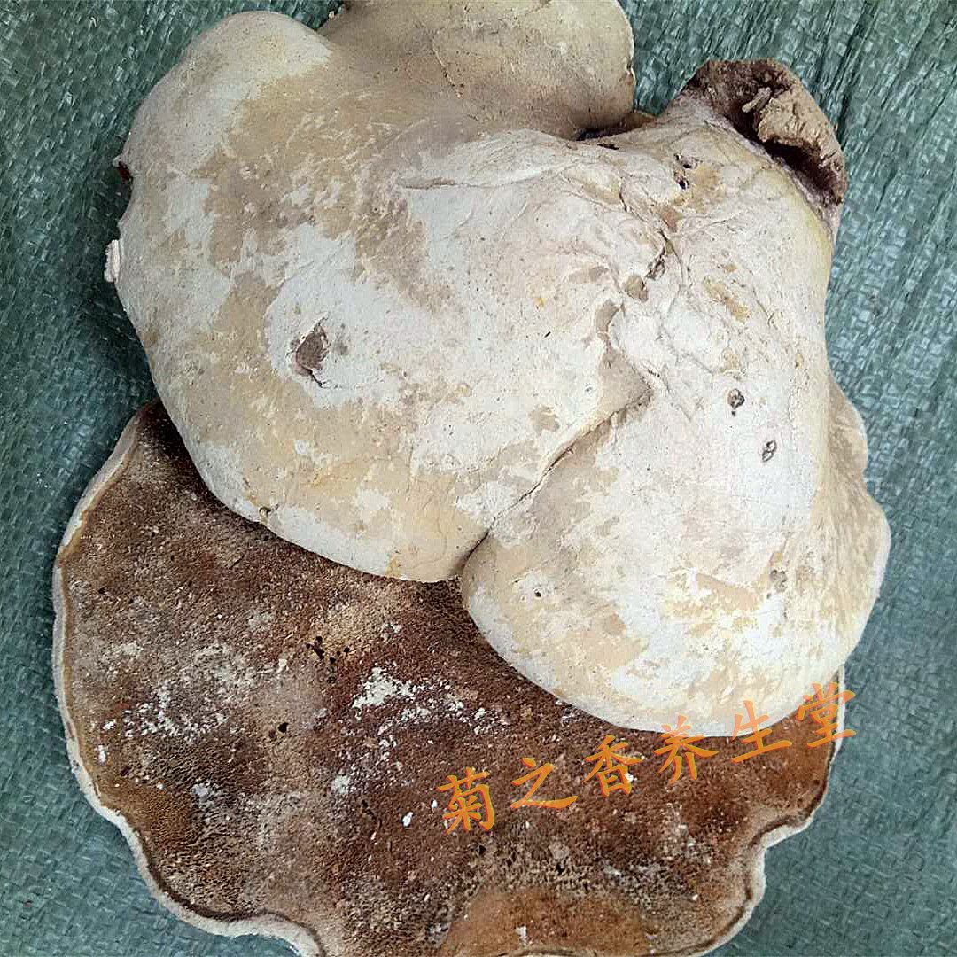 白边野生白边灵芝 白玉灵芝 白桦树灵芝白灵侧耳中药材