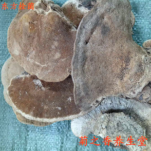 长白山野生东方栓菌 东方云芝 灰带栓菌中药材100-500克