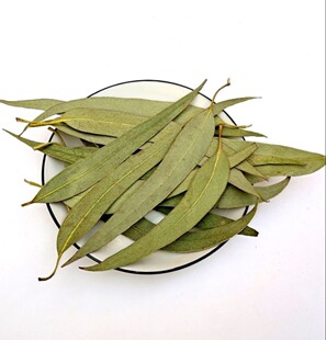 桉树叶大叶桉大桉树叶 橡树叶桉叶中药材蜜袋鼯桉树叶除臭抑菌