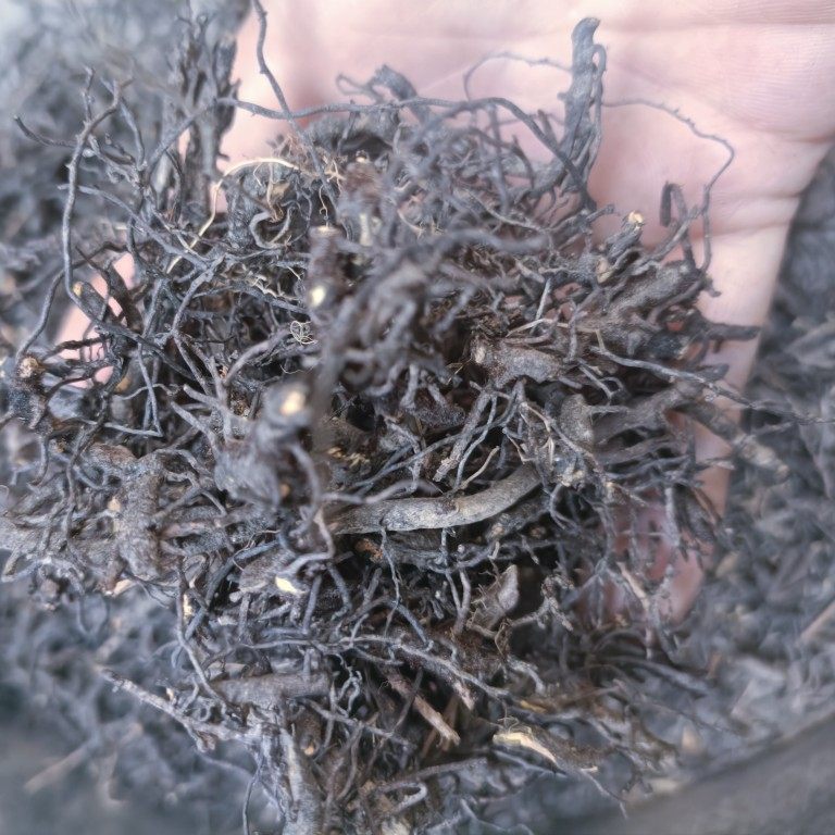 野生海金沙根 铁蜈蚣 铁丝草 铁脚蜈蚣根 罗网藤根干货切段中药材