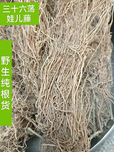 三十六荡 白龙须 娃儿藤 小霸王根 三十六根 野生养肝草中药材
