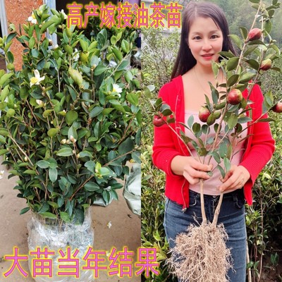 高产嫁接油茶苗矮化良种茶籽长林油茶树苗红皮果油茶子树当年结果
