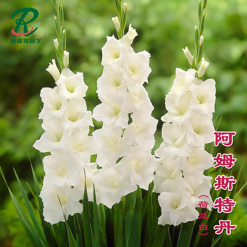 5颗【阿姆斯特丹】剑兰种球唐菖蒲花卉绿植盆栽种子