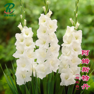 5颗【阿姆斯特丹】剑兰种球唐菖蒲花卉绿植盆栽种子