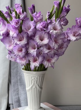 新品-【诺帝卡】唐菖蒲剑兰种球花卉室内庭院绿植四季