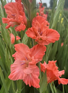 新品【粉色沙滩】唐菖蒲剑兰荷兰进口种球花卉绿植四季室内阳台庭