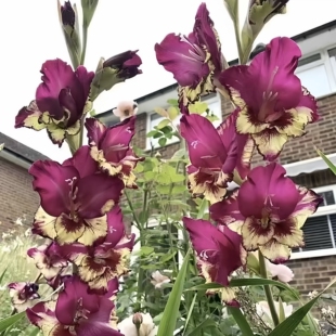 5颗【焕彩】剑兰种球荷兰进口唐菖蒲花卉绿植盆栽种子多年生