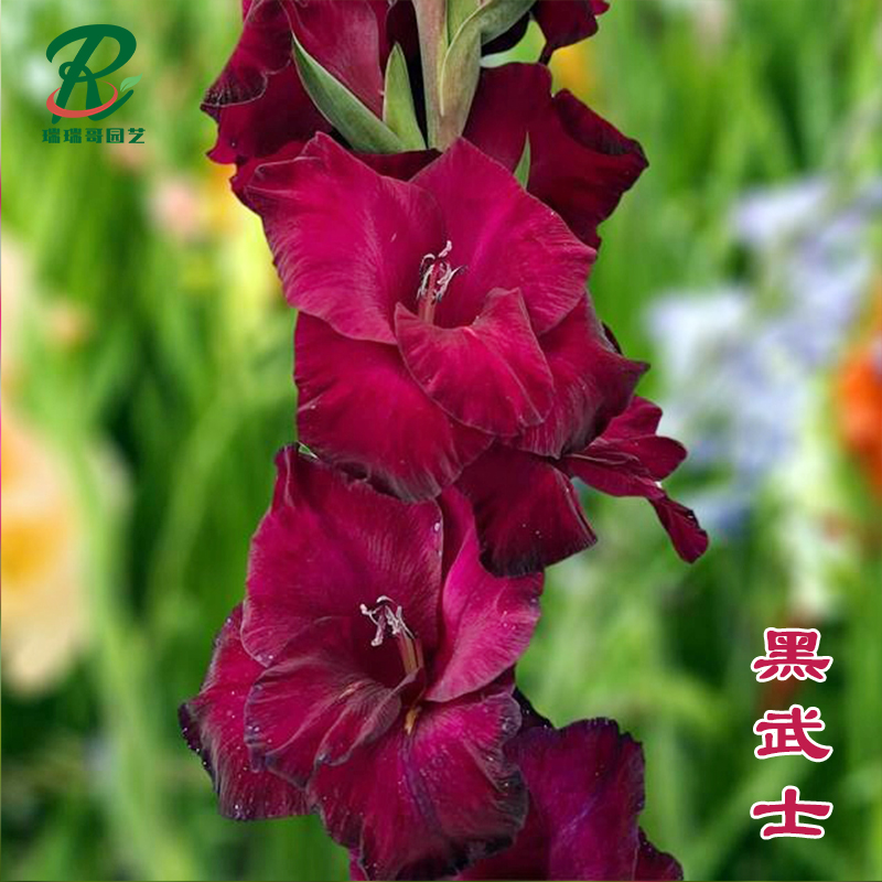 新品-5颗【黑武士】唐菖蒲剑兰种球荷兰进口花卉室内庭院四季盆栽
