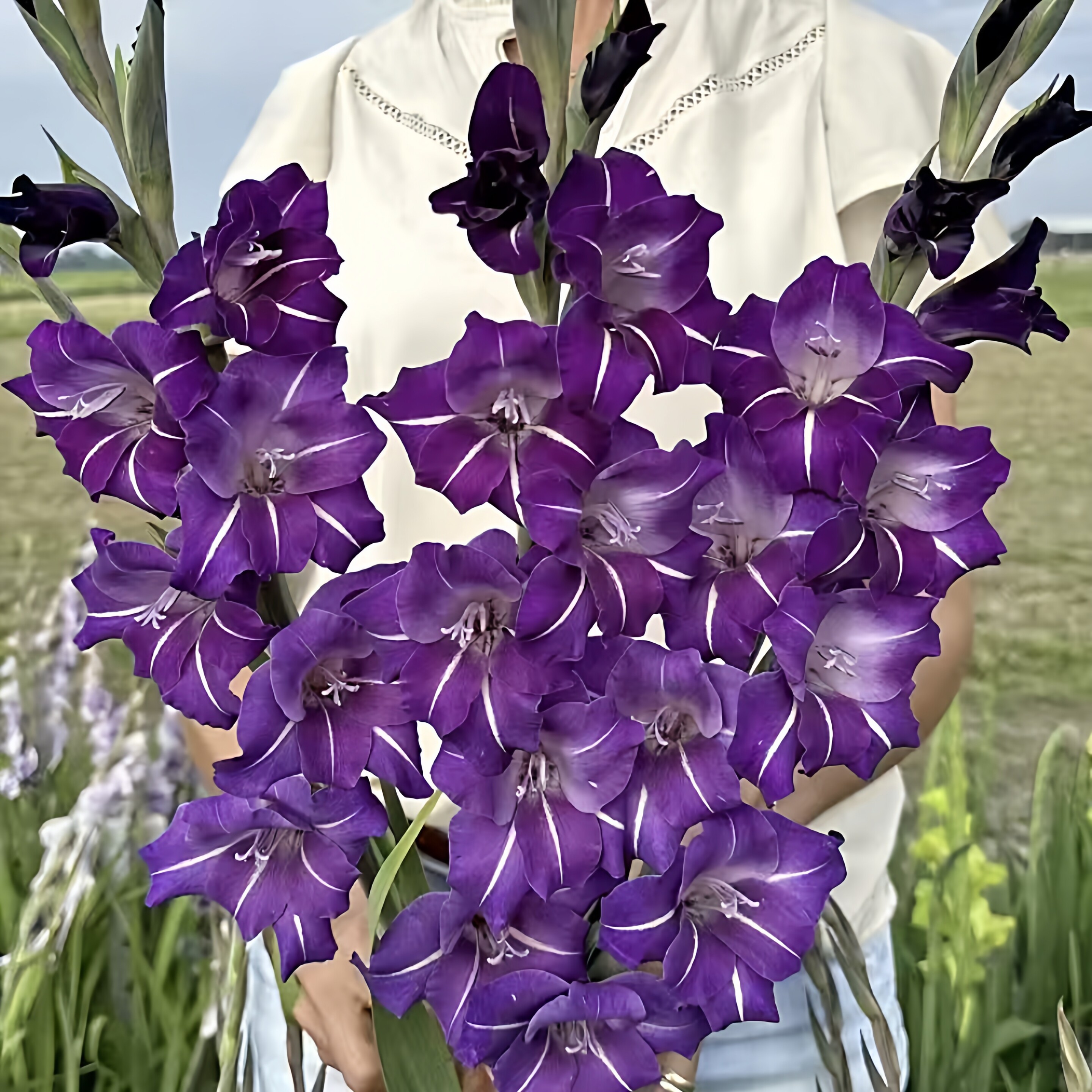 5颗【紫色风车】剑兰种球荷兰进口唐菖蒲花卉绿植盆栽种子多年生