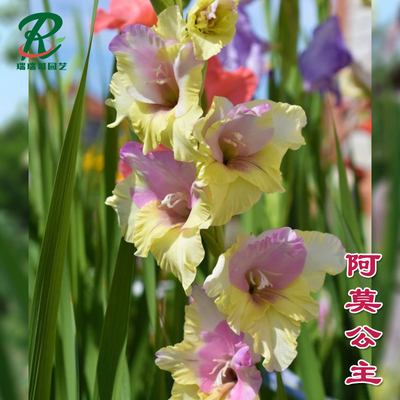 剑兰种球四季盆栽室外
