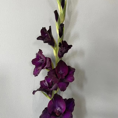 5颗【梦巴萨】剑兰种球荷兰进口唐菖蒲花卉绿植盆栽种子多年生