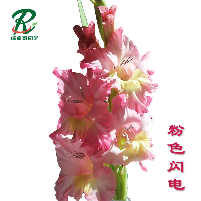 5棵【粉色闪电】唐菖蒲剑兰荷兰种球室内阳台庭院兰花盆栽花