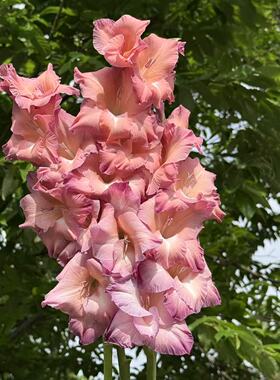 【印第安之夏】唐菖蒲剑兰种球荷兰进口花卉室内庭院绿植四季