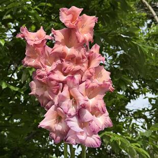 【印第安之夏】唐菖蒲剑兰种球荷兰进口花卉室内庭院绿植四季