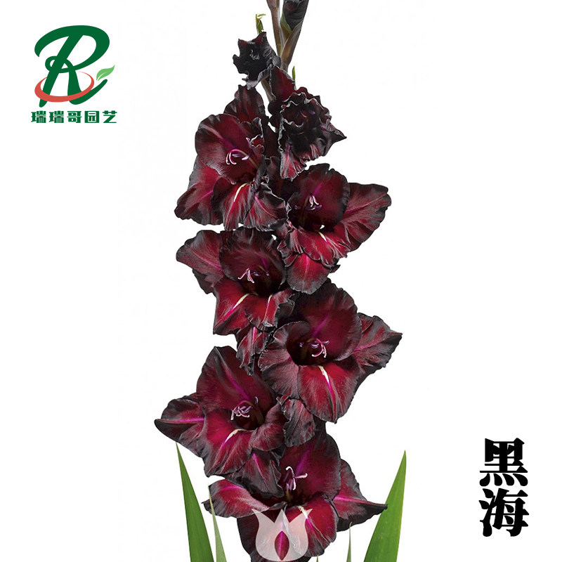 5颗【黑海】唐菖蒲剑兰种球荷兰进口室内庭院绿植四季盆栽室外