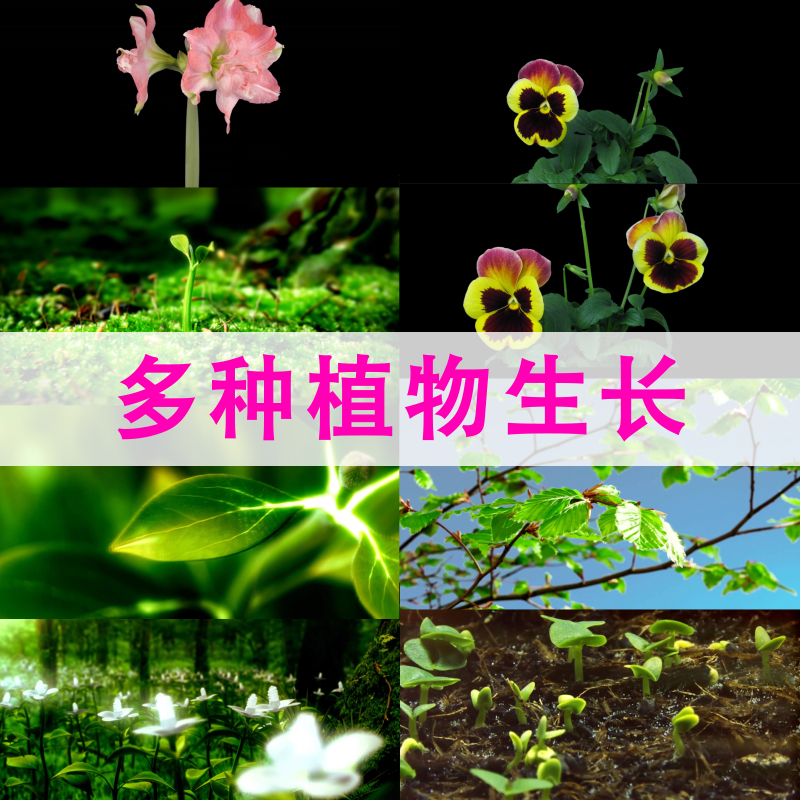 延时摄影开花 高清视频素材 花朵开放 绽放过程 植物破土生长