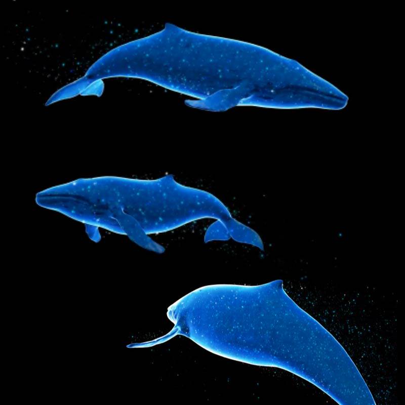 科技全息投影三维唯美大海蓝色鲸鱼带通道多角度合成视频素材