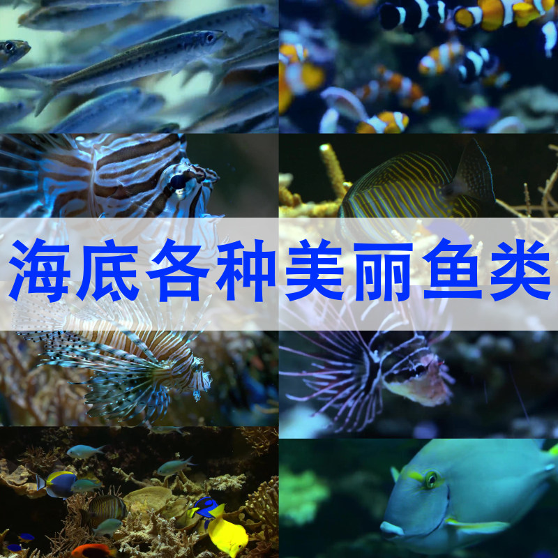 海底世界各种鱼类珊瑚礁美丽小鱼五颜六色鱼群环境保护视频素材