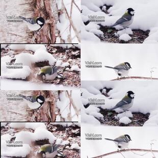 小鸟实拍素材冬天枝头小鸟鸟类特写山雀云雀雪地里觅食视频素材