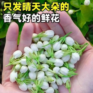 顺丰发货现摘现发广西新鲜茉莉花鲜花清香型食用花朵手链花酵素