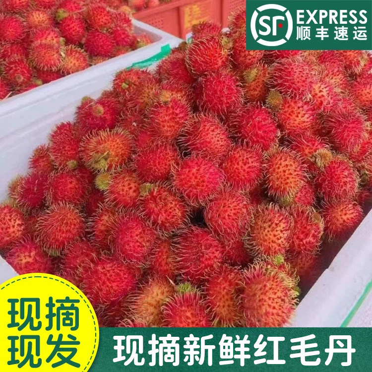 【精选大果装】现货老树红毛丹现摘新鲜水果毛荔枝孕妇当季水果,水产肉类/新鲜蔬果/熟食,毛丹/毛荔枝,淘宝优惠券,粉丝福利购,淘宝优惠卷