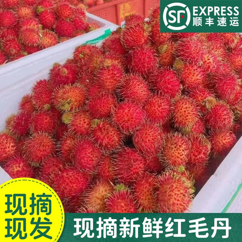 老树红毛丹新鲜水果顺丰现摘现发
