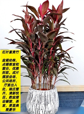 朱焦红叶富贵竹室内绿植盆栽红铁紫竹苗庭院行道地栽植物四季好养