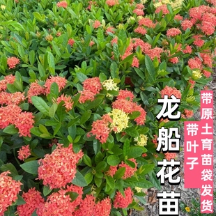 花卉龙船花苗盆栽五彩龙船花大王龙船花小叶百日红庭院阳台小苗