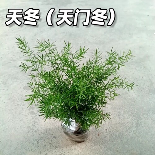 天冬苗花苗天门冬植物树苗庭院绿植花卉室内盆栽耐旱喜阴四季常绿