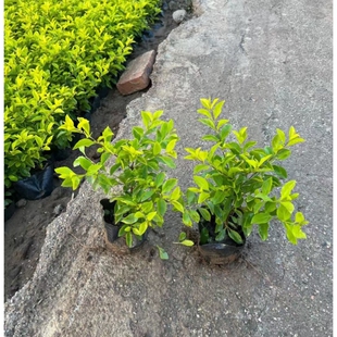 黄心雪梅苗黄金叶树苗金叶女贞金叶假连翘室外庭院花坛绿化苗色带