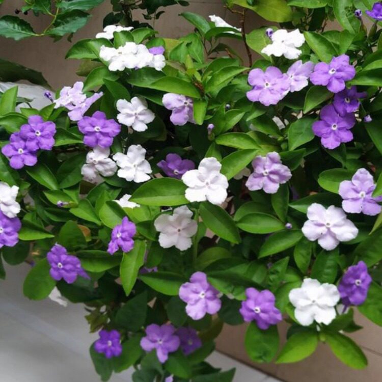 双色茉莉花盆栽四季好养浓香型鸳鸯茉莉花苗阳台花卉好养庭院植物