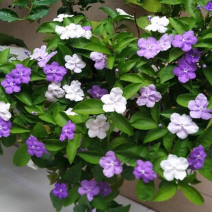 双色茉莉花盆栽四季好养浓香型鸳鸯茉莉花苗阳台花卉好养庭院植物