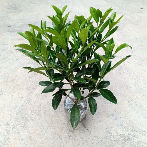 非洲茉莉花盆栽大型花卉庭院阳台