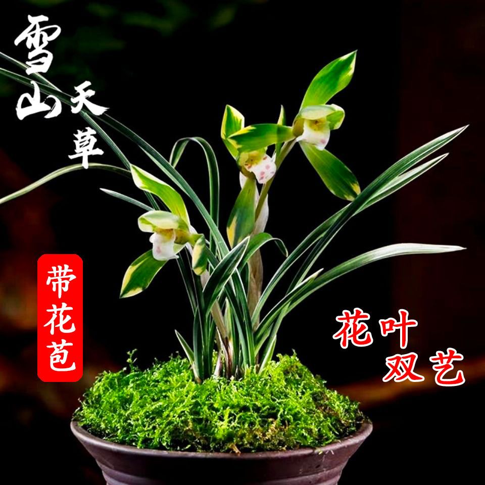 带花苞浓香矮草春兰雪山天草