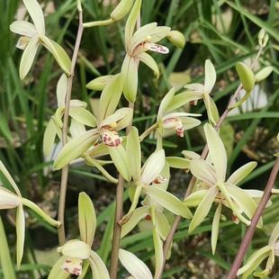 建兰四季兰大青浓香型新手好养不死兰花草室内外绿植阳台花卉盆栽