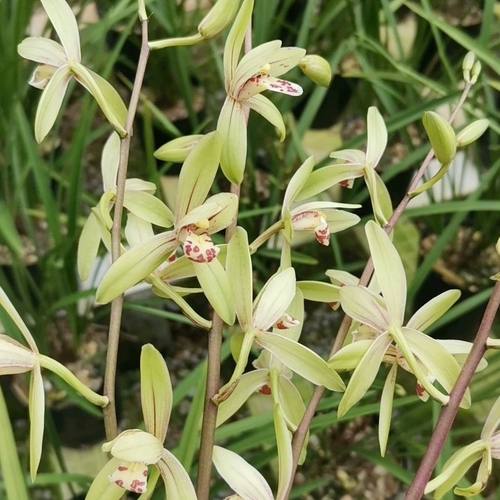 四季兰大青浓香型室内外都好养