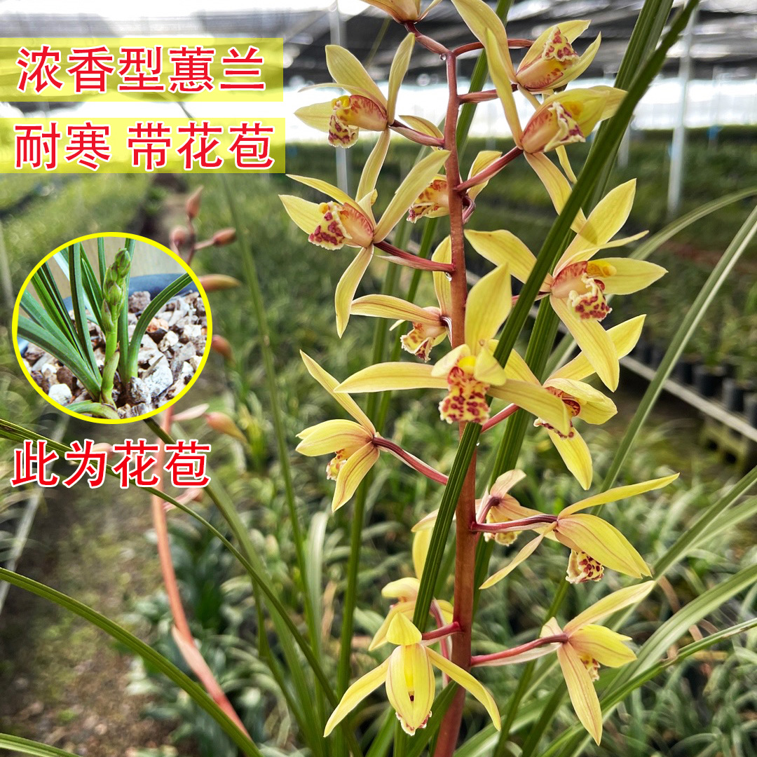 带花苞浓香型浙江蕙兰九节兰室内绿植花卉办公室好养兰花草盆栽