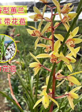 浙江九节兰蕙兰带花苞浓香型