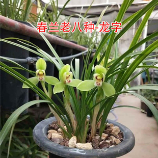 春兰龙字带花苞老八种浙江名品兰花宋梅浓香室内绿植花卉盆栽好养