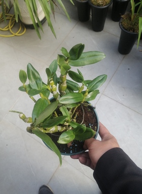 韶关樱盆景草，苗情健康，根系好，可带盆和质料发货。