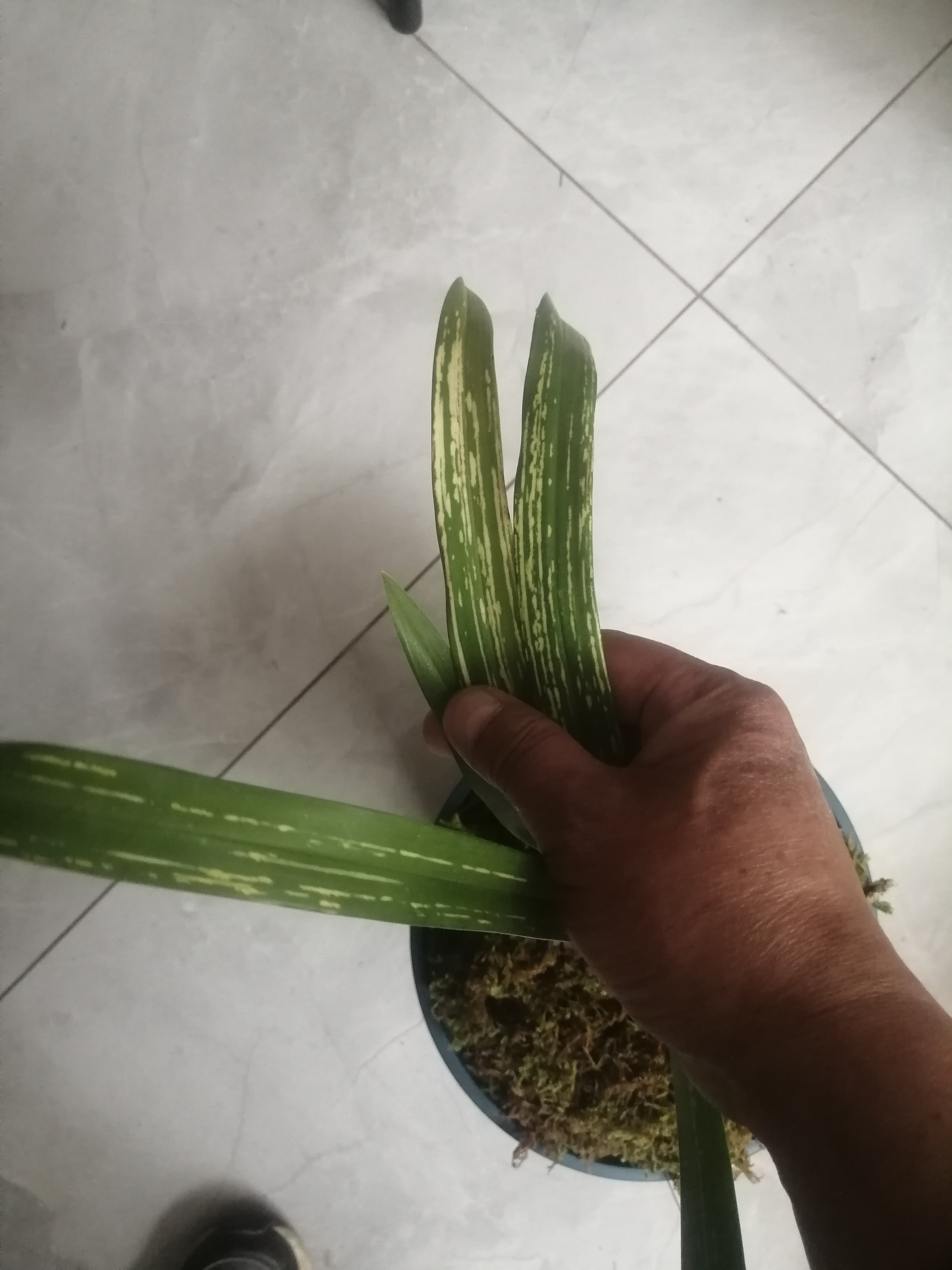 山水画，1苗1芽，苗情健康，根系好，不带盆和质料发货。